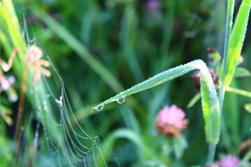 dew on grass