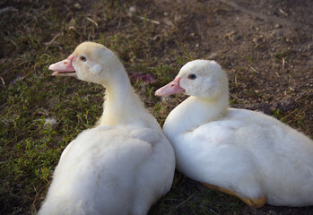 ducks baby farm birds white feathers fowl 