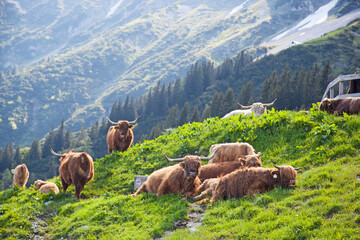 Herde von Hochlandrindern auf der Alm