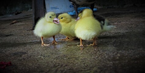 Bebés de pato 