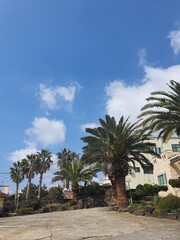 Fototapeta premium palm trees on the beach