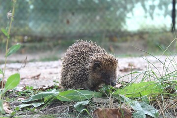 hedgehog in the grass
