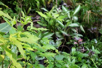 decorative plant natural nursery background
