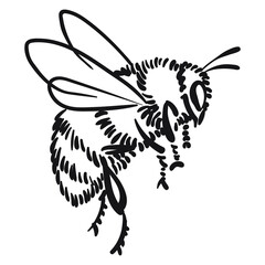 Hand drawn vector of bumblebee isolated on white background for coloring page. Black and white  stock illustration of insect for coloring book.