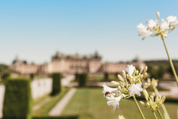 flowers in the garden