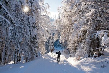 Cross country skiing during perfect sunny and frozen day, sumava, zelezna ruda, czech republic