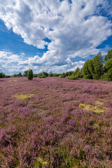 The Lueneburg Heath Nature Park (German: Naturpark Lüneburger Heide) in Lower Saxony, Germany.