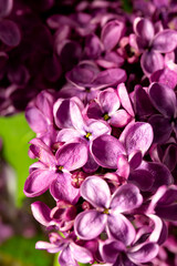 Happy mother day. lilac bouquet on a black background. banner. place for text. copy space.