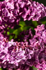 Beautiful flowers of lilac, bouquet on a black background. banner. place for text. copy space.