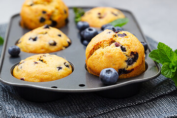 Freshly baked blueberry muffins with thyme and mint in a muffin tin. Grey stone background.
