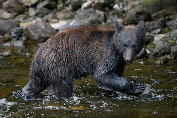 Obraz na płótnie Canvas Black Bear in Salmon Stream, Alaska
