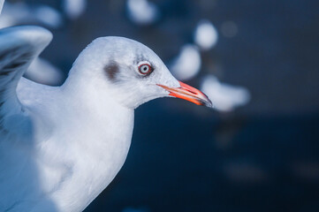 Seagull stand to rest in sea. Selective focus