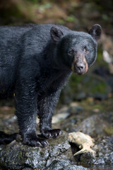 Black Bear along Salmon Stream, Alaska