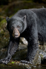 Black Bear along Salmon Stream, Alaska