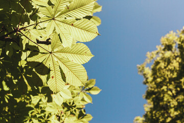 leaves on a tree