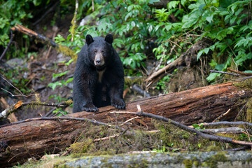Fototapeta na wymiar Black Bear in Rainforest, Alaska