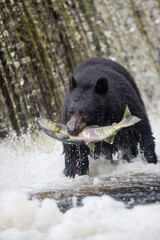 Black Bear Catches Spawning Salmon, Alaska