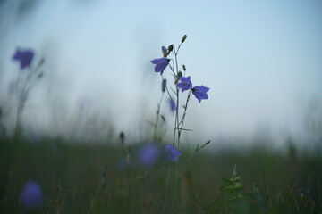 Blaue Rundblättrige Glockenblume, Campanula rotundifolia, in einer Wiese