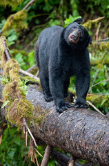 Black Bear on Log, Alaska