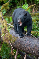 Black Bear Yawning, Alaska