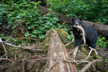 Black Bear and Chum Salmon, Alaska