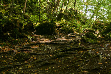 tree roots on a trail in a subtropical forest