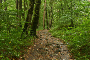 Fototapeta premium rocky path in deciduous forest after rain