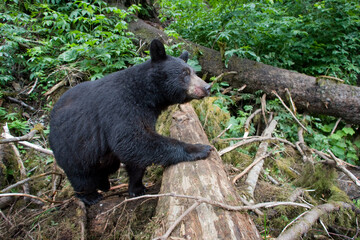 Fototapeta premium Black Bear in Rainforest, Alaska