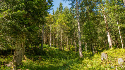 Fototapeta na wymiar Gosau Geo-Rundweg - Wald (2020-09)