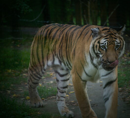 Fototapeta na wymiar Tiger close up - walking around