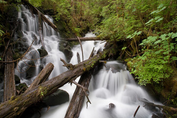 Rainforest, Misty Fjords National Monument, Alaska