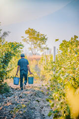 farmer in the vineyard in summer