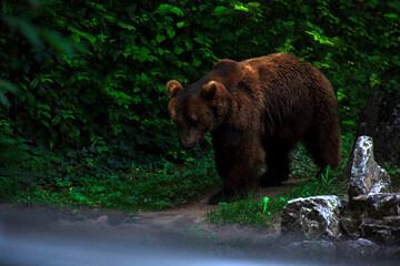 Obraz na płótnie Canvas Dark bear walking around green background