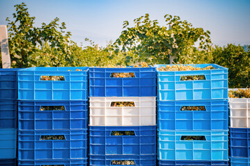 blue and white containers in the field