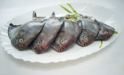 Black pomfret fishes arranged on a white plate,isolated on white background,Selective focus. 