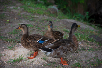 two colorful ducks on the grass