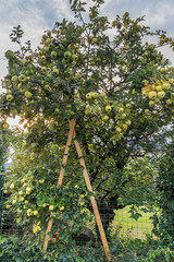 Fototapeta premium Old quince tree that has to be propped up because of the weight of its fruits