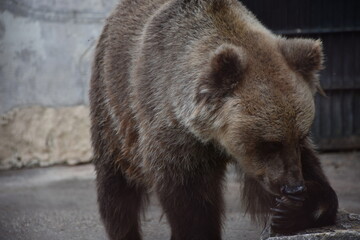 Obraz na płótnie Canvas Little Grizzly bear licking paw