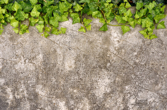 Planta trepadora verde sobre piedra antigua