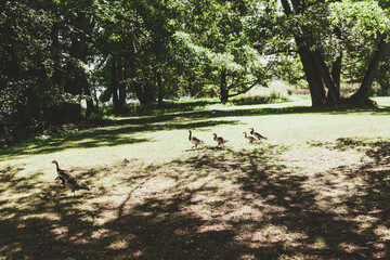 ducks in park