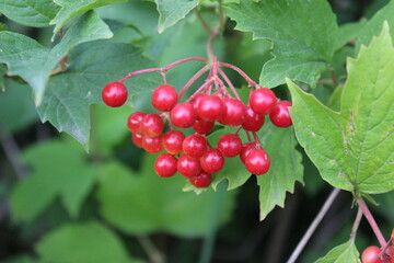 red currant berries