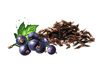 Heap of dry tea leaves and Black currant. Hand drawn watercolor illustration isolated on white background