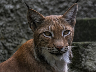 Wild animals in nature: felines