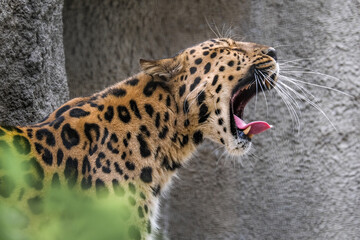 Wild animals in nature: felines