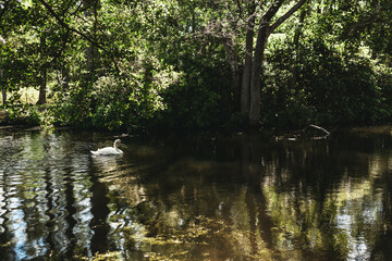 swan on the river