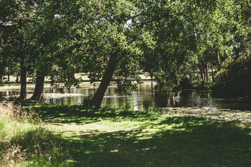 trees and lake in park