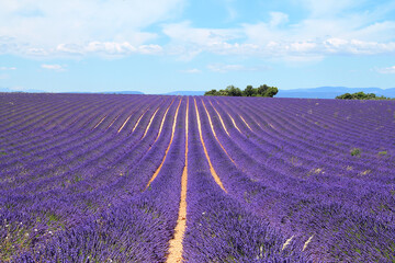 Naklejka na ściany i meble The amazing lavender field at Valensole in the gorgeous provence region in France 
