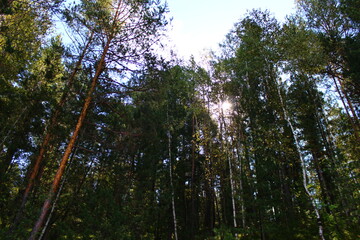 Obraz premium sunlight through trees