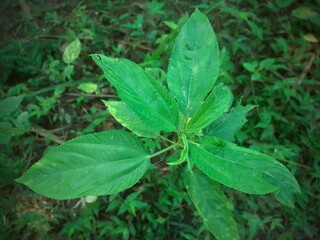 Green jute plant leaves top view. Jute cultivation in Assam in India