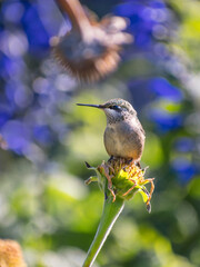 A hummingbird is enjoying a sunny day on flowers' branches

